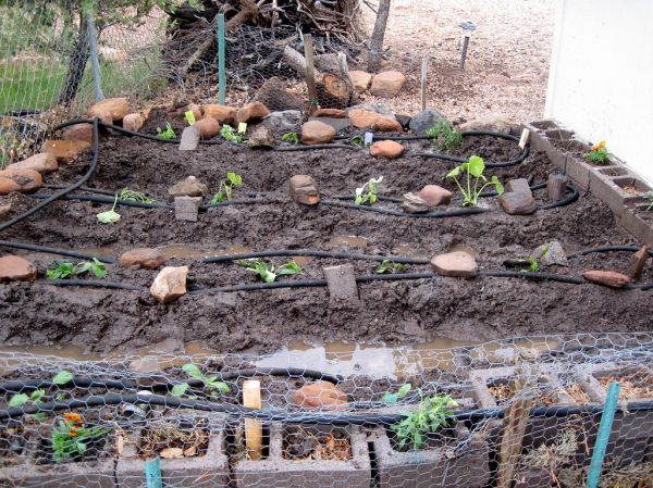 Vegetable Garden 2009