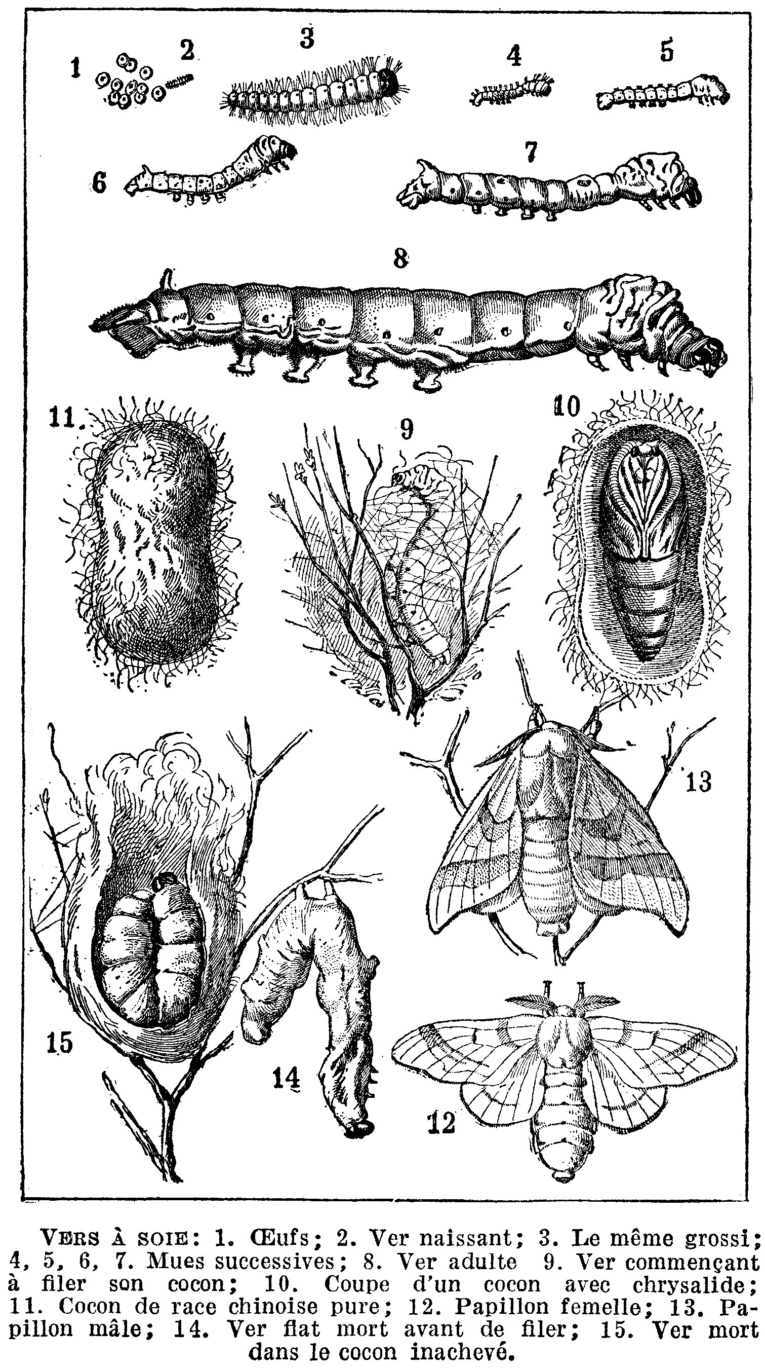 Ver à soie. Silk moths, worms, , etc. Book illustration (encyclopedia plate line art) Larousse du XXème siècle 1932