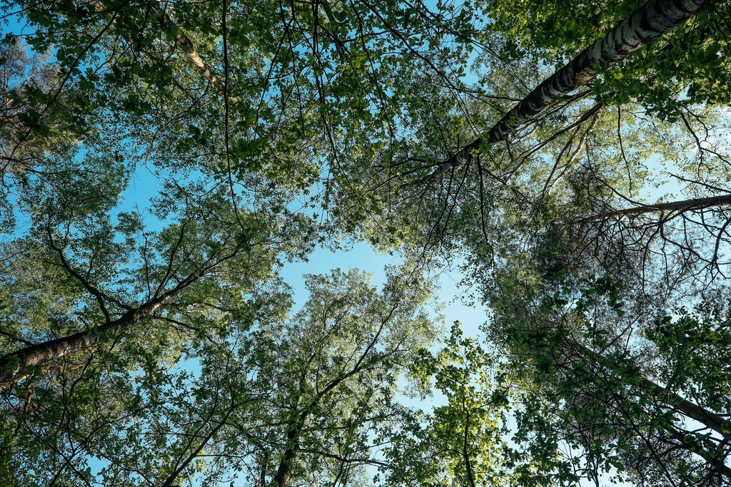View forest tree top bright