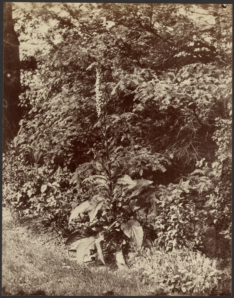 Vintage garden plant photograph