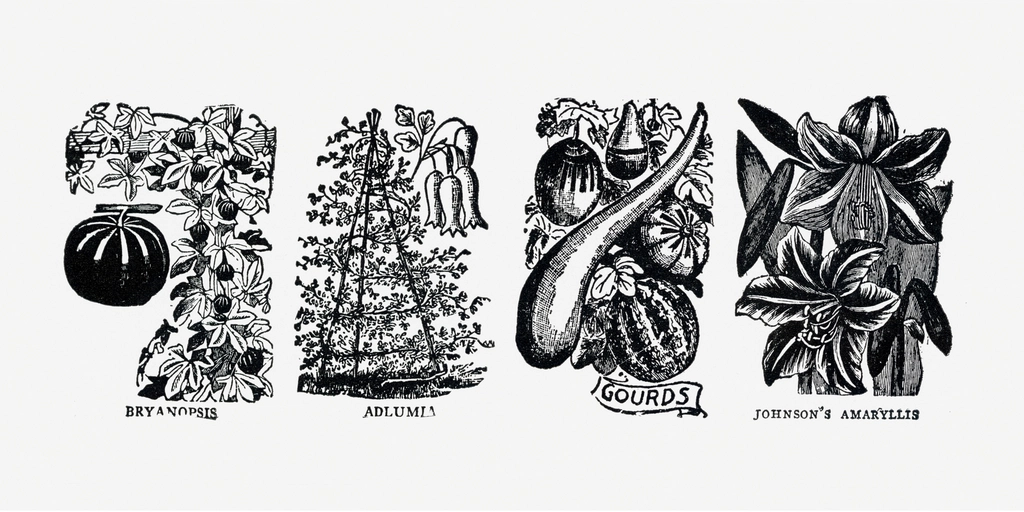 Vintage plant hand drawn illustration