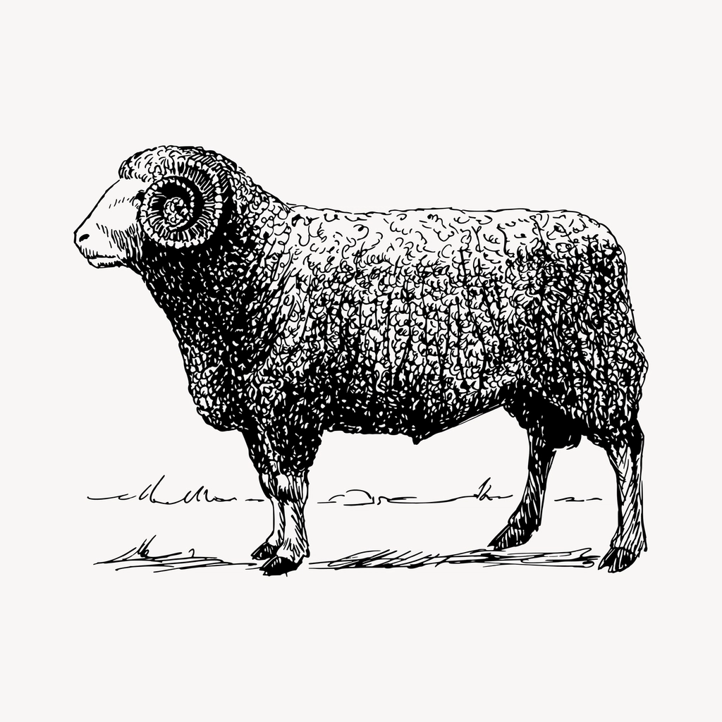 Vintage ram drawing, hand drawn