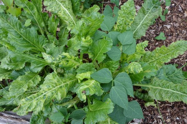 Viral disease symptoms on unidentified garden plant