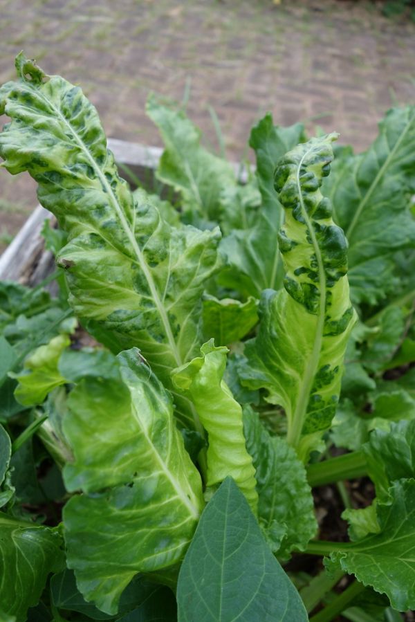 Viral disease symptoms on unidentified garden plant