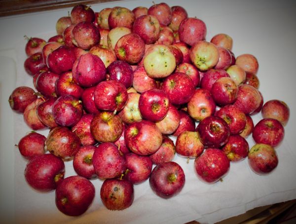 Washed apples on kitchen towel drying