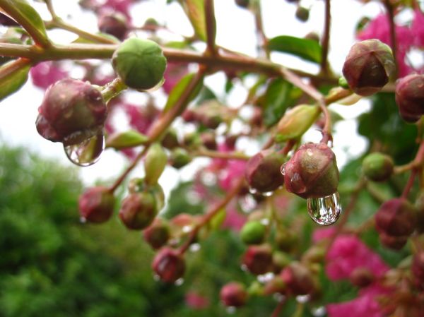 Water drops