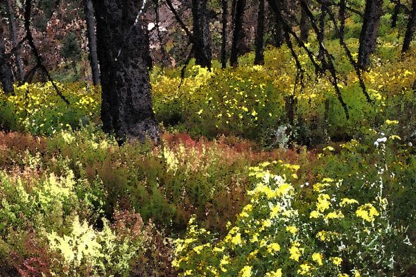 WATERCOLOR - ARIZONA - Cochise Co (1)