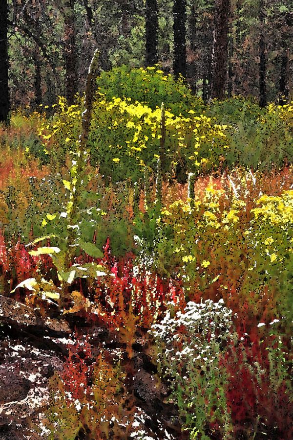 WATERCOLOR - ARIZONA - Cochise Co (2)