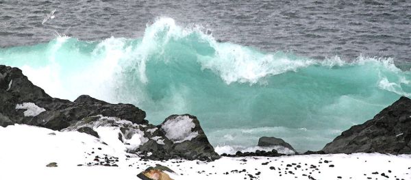 WATERCOLOR - NEWFOUNDLAND (15)