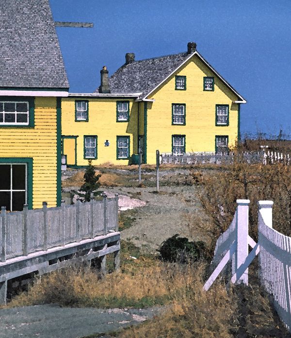 WATERCOLOR - NEWFOUNDLAND (7)