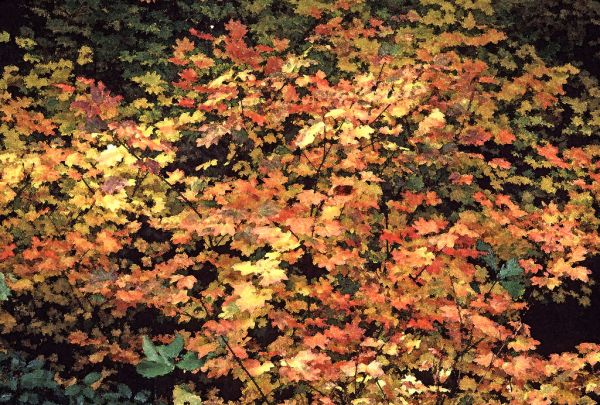 WATERCOLOR - OREGON - (9)