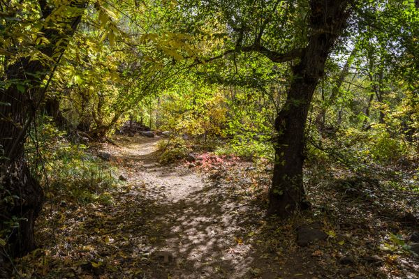 Waterfall Trail (November 14, 2017)