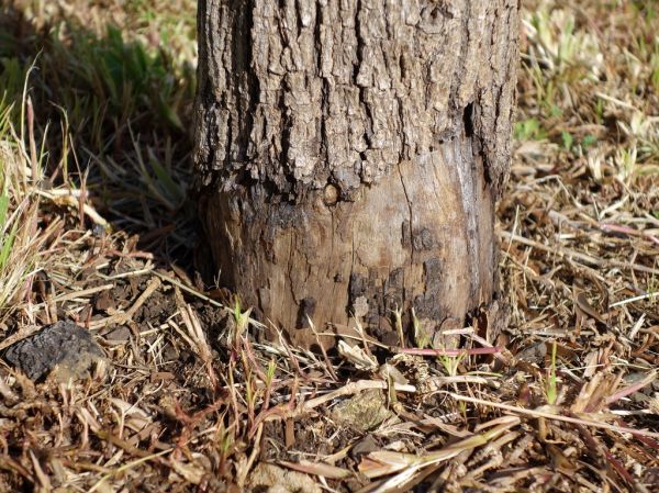 Weed-whacker (string trimmer) injury