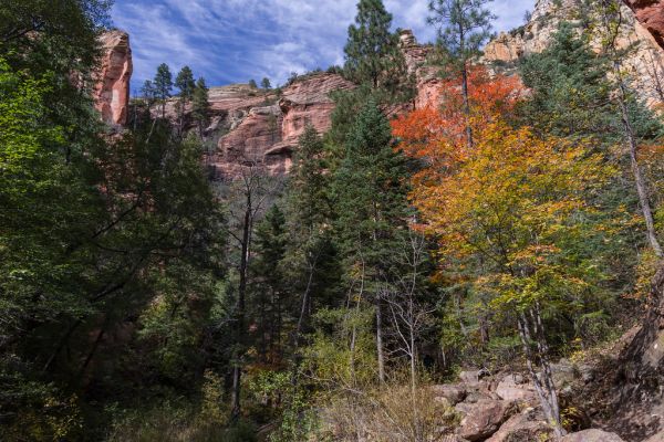 West Fork of Oak Creek Canyon No. 108
