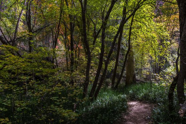 West Fork of Oak Creek Canyon No. 108