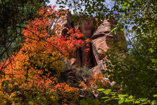 West Fork of Oak Creek Canyon No. 108