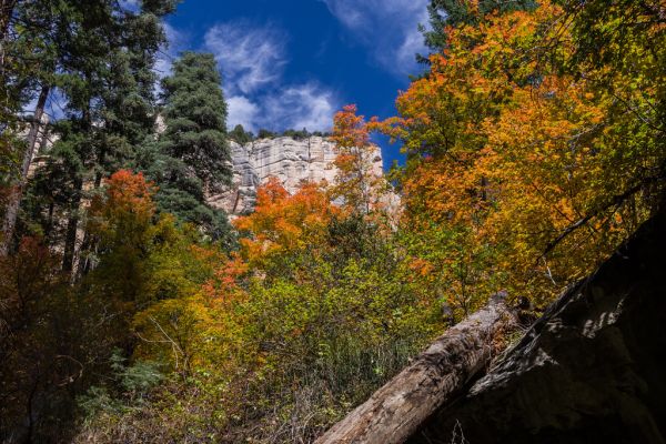 West Fork of Oak Creek Canyon No. 108
