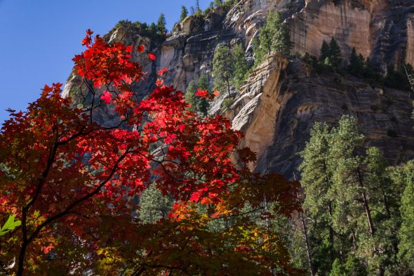 West Fork of Oak Creek Canyon No. 108