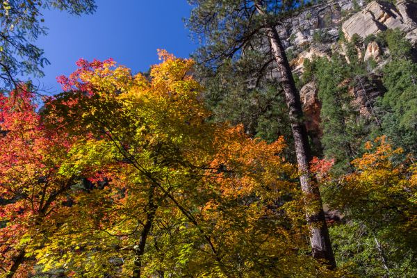 West Fork of Oak Creek Canyon No. 108