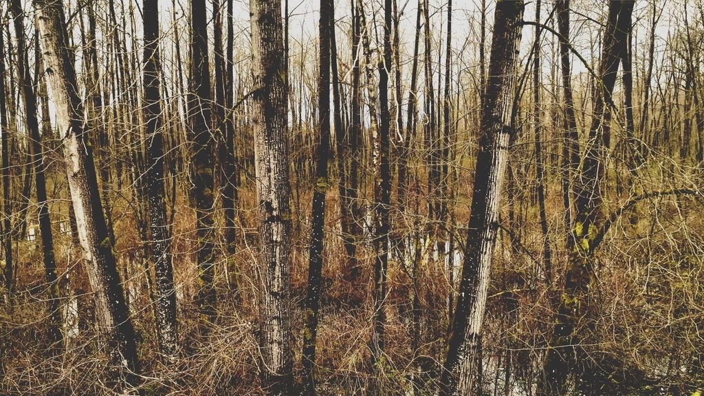 Wetland Forest Trees