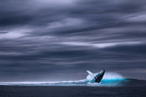 Whale in sea