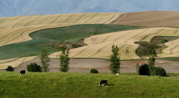 Wheat fields. New Zealand.