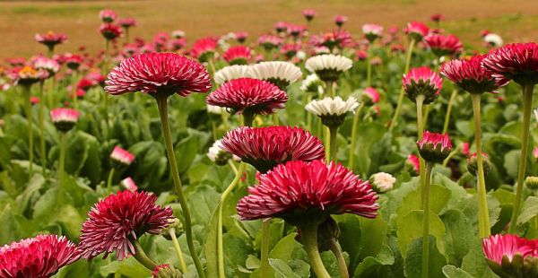 White Floral Chandigarh Nature Flower Garden Rose
