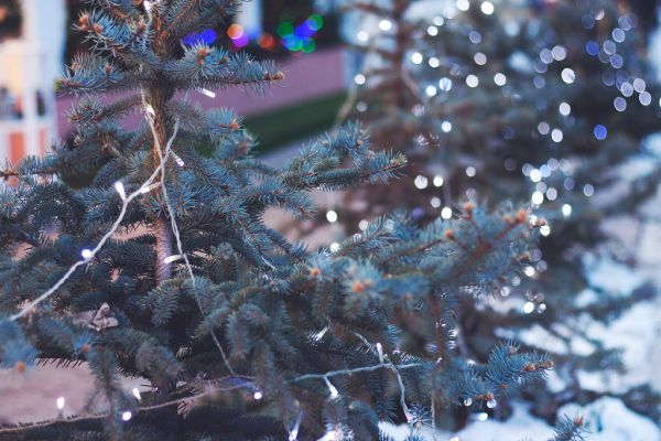 White Lights on Christmas Tree
