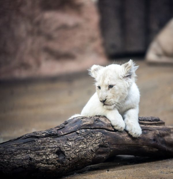 White lion