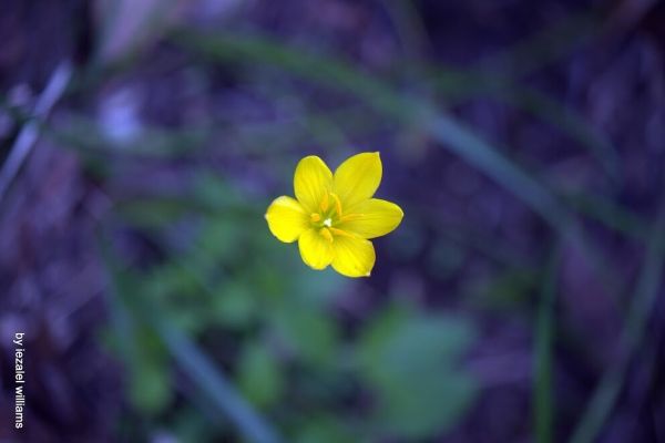 Wild flower by iezalel williams