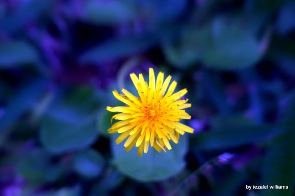 Wild flower in blue tone2 by iezalel williams IMG_0757