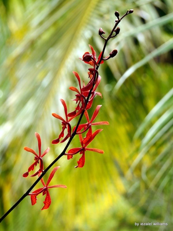 Wild Orchid by iezalel williams DSCN0634