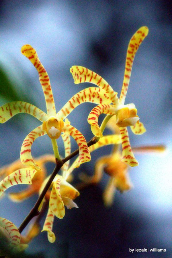 Wild orchid by iezalel williams IMG_8148-003