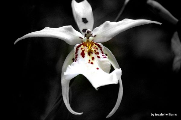Wild Orchid - selective color by iezalel williams IMG_1434