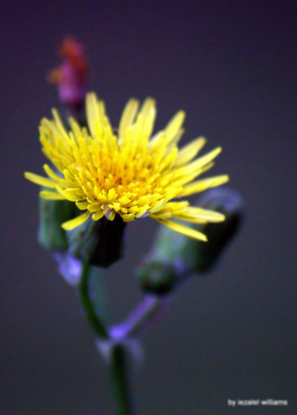 Wildflower by iezalel williams IMG_0792-005