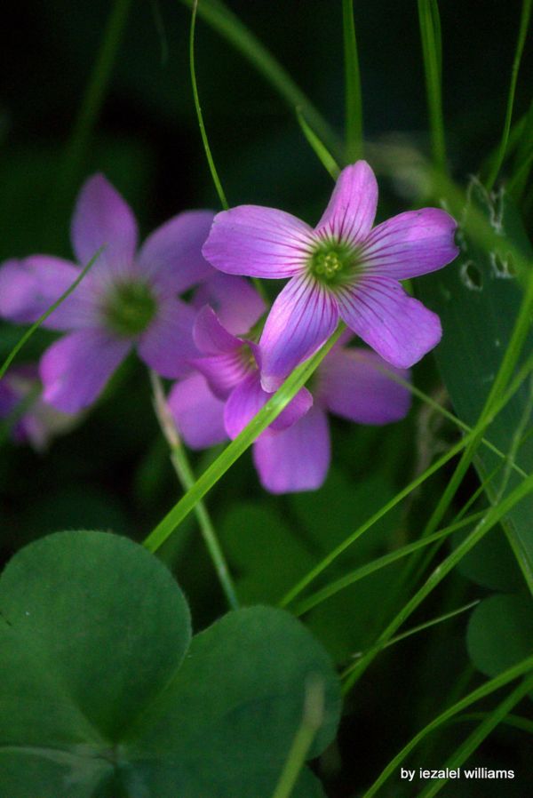Wildplant by iezalel williams IMG_5759