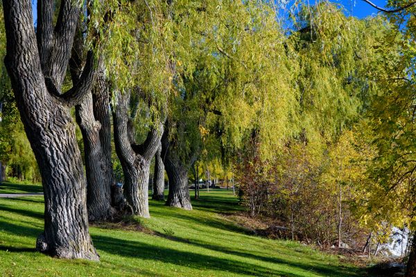 Willow Trees, Jack Darling Park