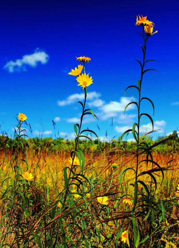 Willowleaf Sunflowers (1)