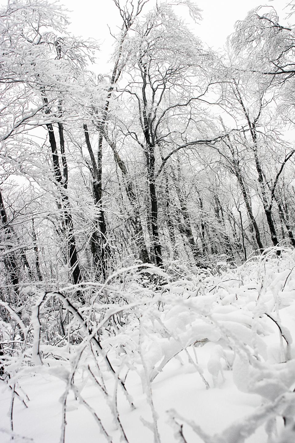 Winter Snow