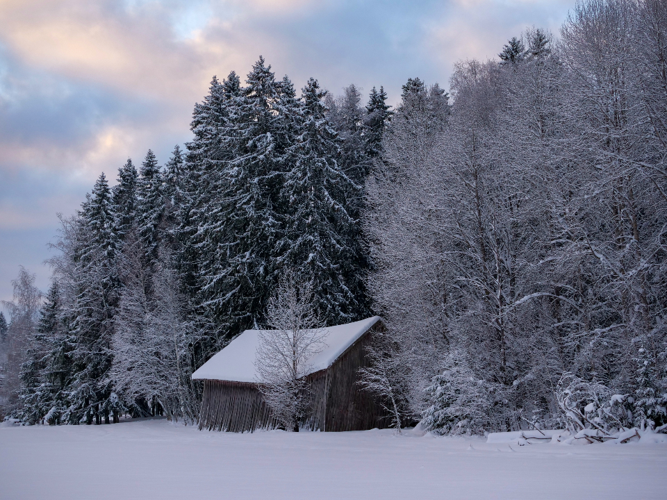Winter Snow