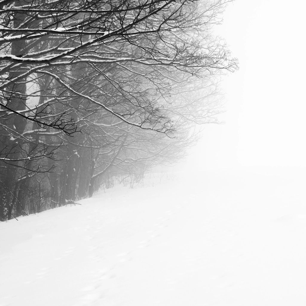 Winter snow season forest trees