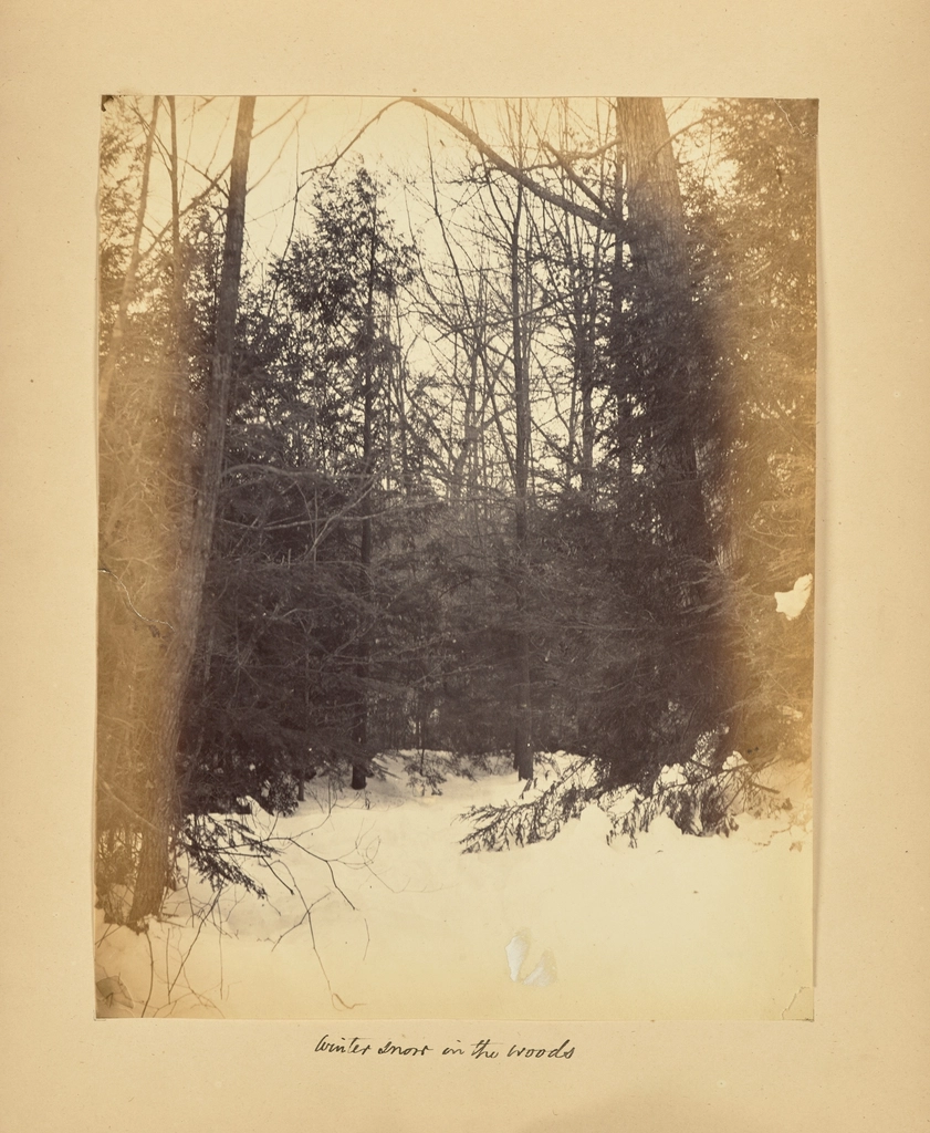 Winter Snow Woods Alfred Booth