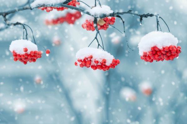 Winter Snow