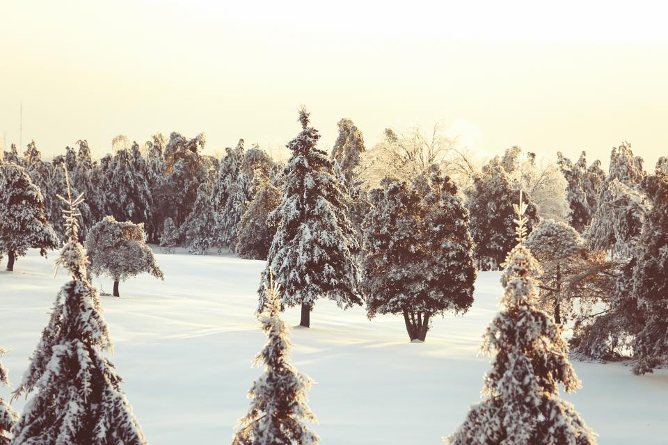 Winter Snow