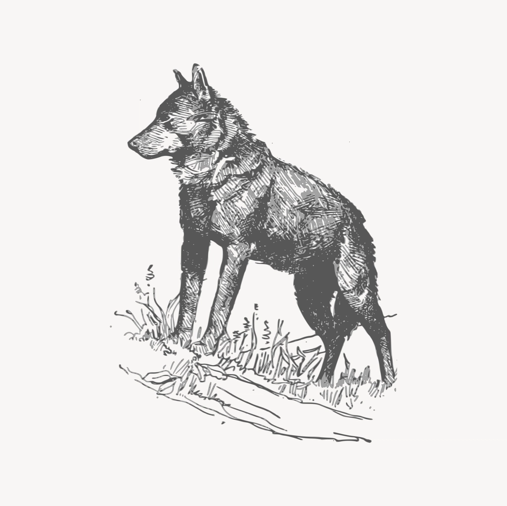 Wolf clipart, drawing illustration vector