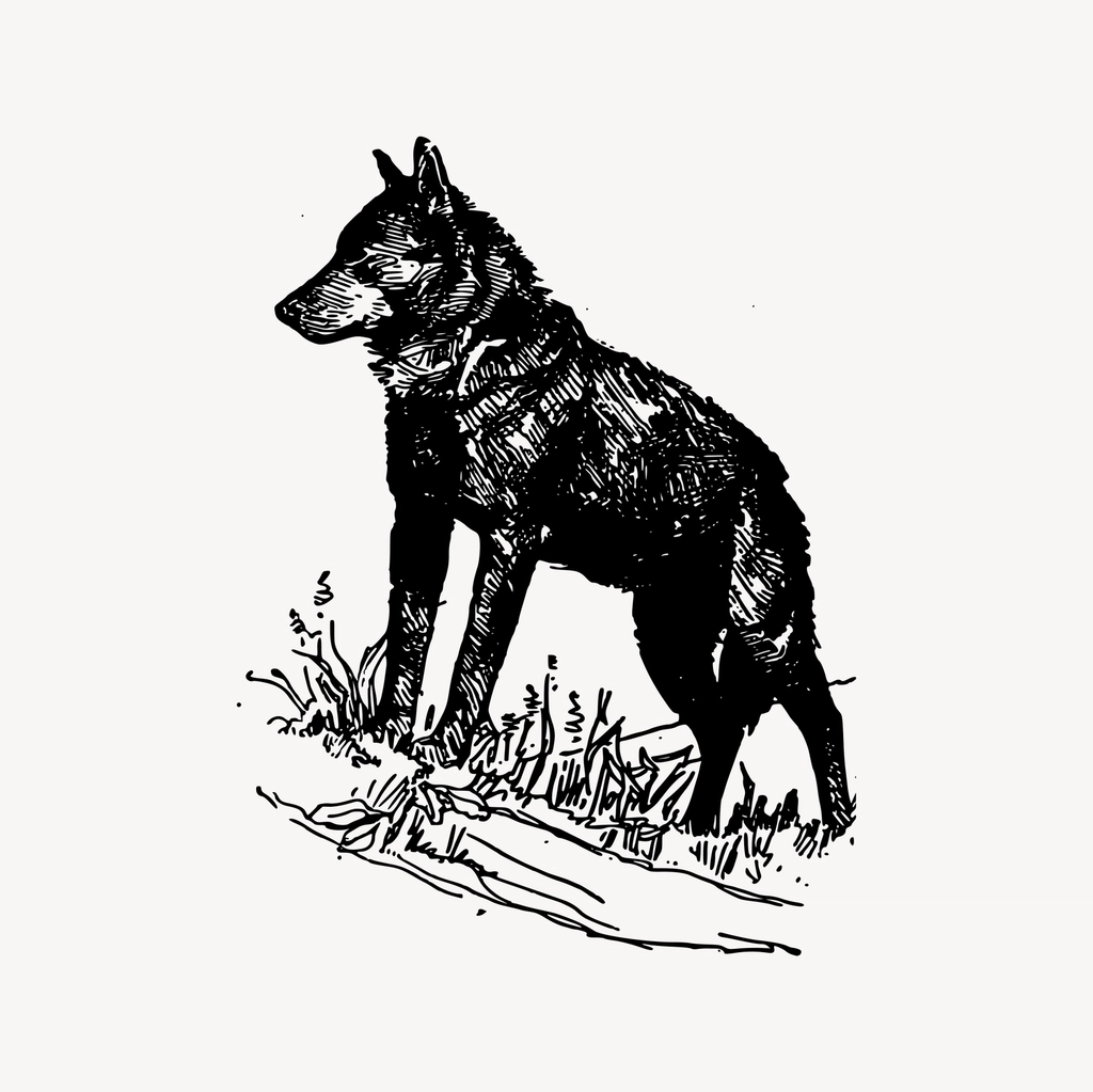 Wolf clipart, drawing illustration vector