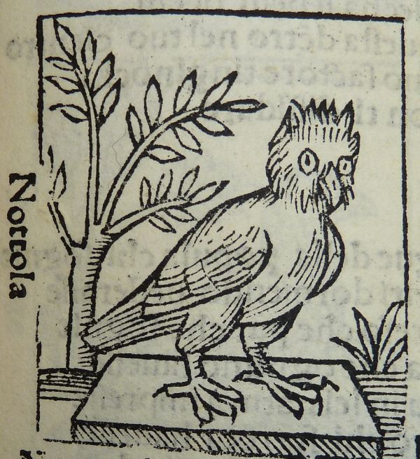 Woodcut of a 'bat'