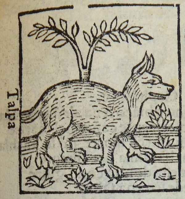 Woodcut of a mole[!]