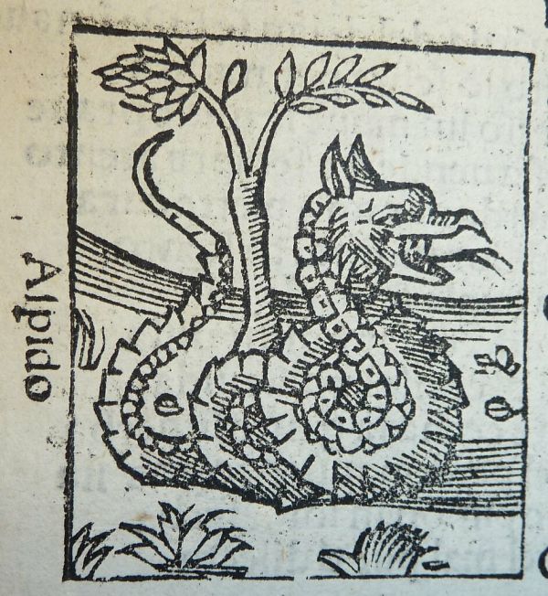 Woodcut of an asp[!]