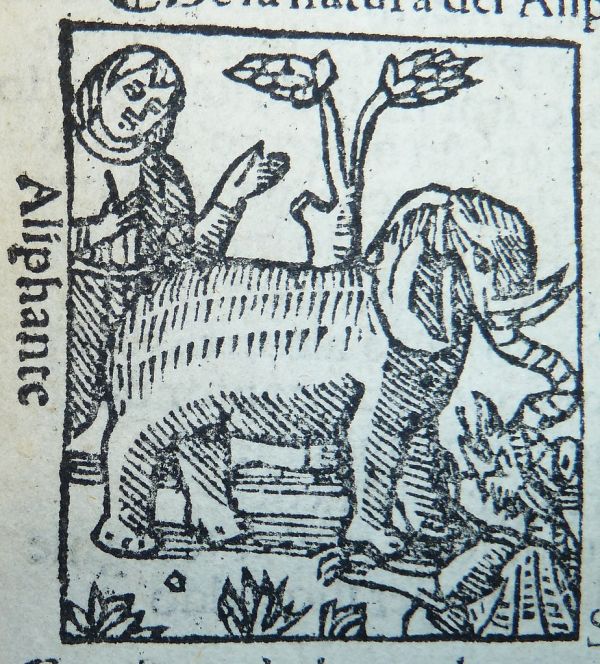 Woodcut of an elephant and a dragon(?)